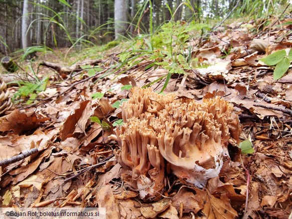 Ramaria bataillei