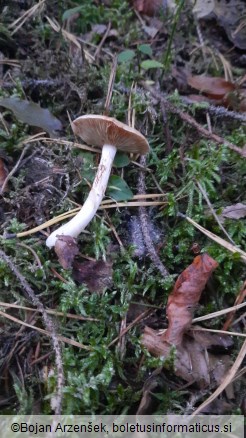 Cortinarius vibratilis