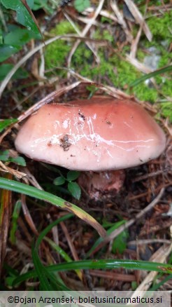 Cortinarius odorifer