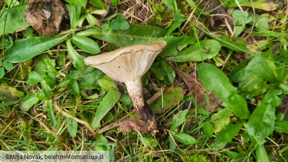 Gomphidius maculatus