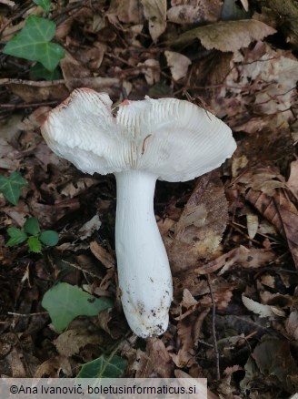 Russula luteotacta