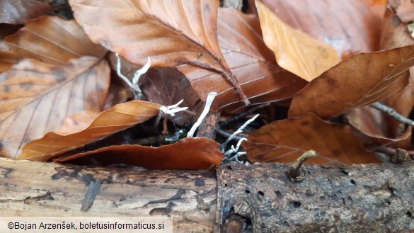 Xylaria hypoxylon