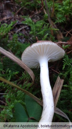 Hygrophorus hypothejus