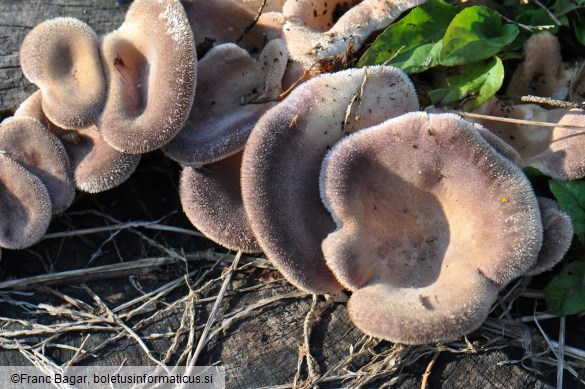 Lentinus strigosus