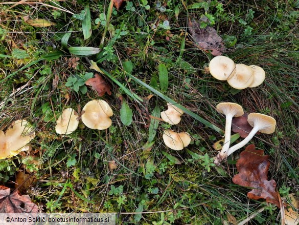 Hygrophorus lucorum