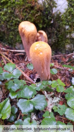 Clavaria pistillaris