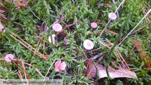 Mycena rosella