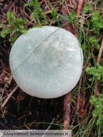 Russula virescens