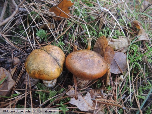 Tricholoma focale