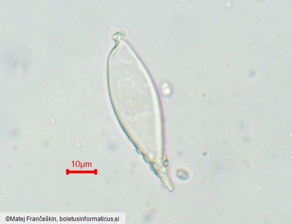Hohenbuehelia petalodes