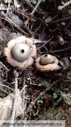 Geastrum fimbriatum