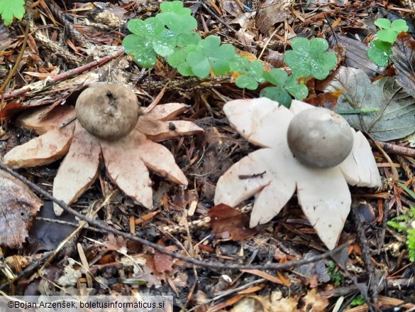 Geastrum rufescens