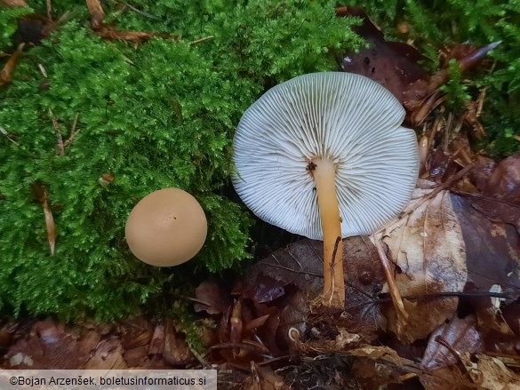 Gymnopus dryophilus