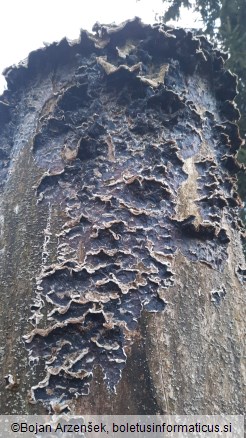 Auricularia mesenterica