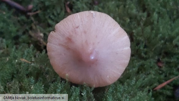 Conocybe macrocephala