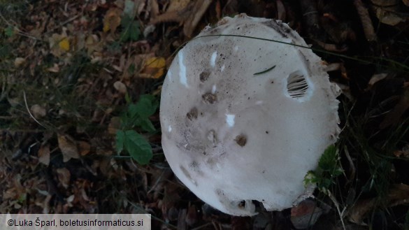 Amanita strobiliformis