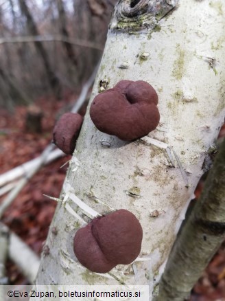 Daldinia decipiens