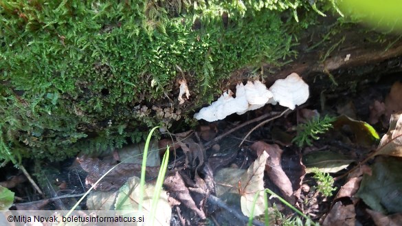 Fuscopostia leucomallella
