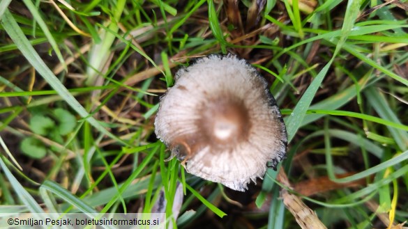 Coprinopsis atramentaria