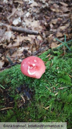 Russula emetica