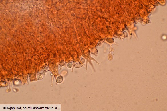 Clitocybe inflatipes