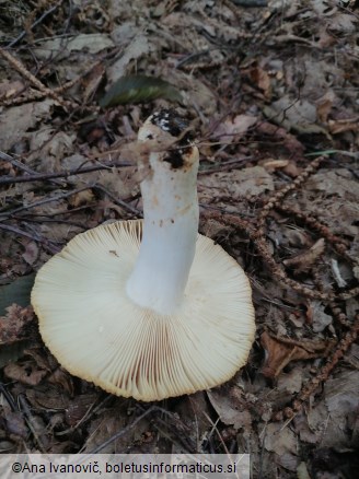 Russula foetens