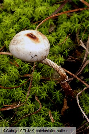 Tulostoma brumale