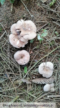 Lepista glaucocana
