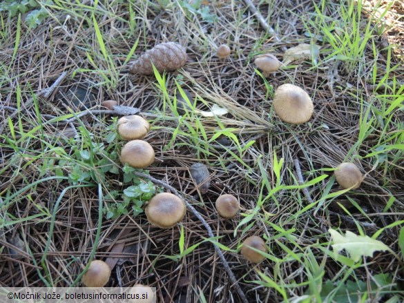 Inocybe psammobrunnea