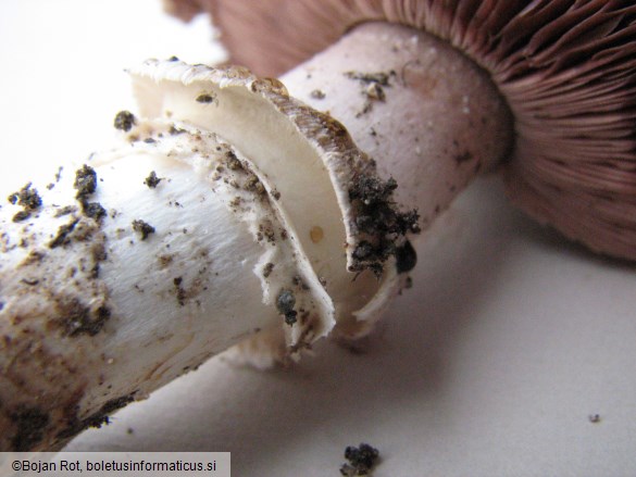 Agaricus bitorquis