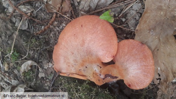 Fistulina hepatica