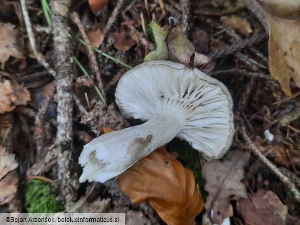 Hygrophorus agathosmus