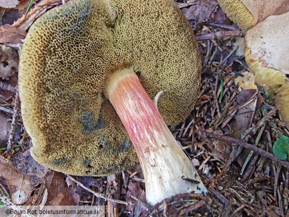 Hortiboletus bubalinus
