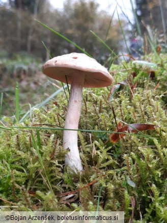 Cortinarius caninus