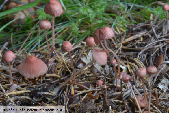 Mycena rosella