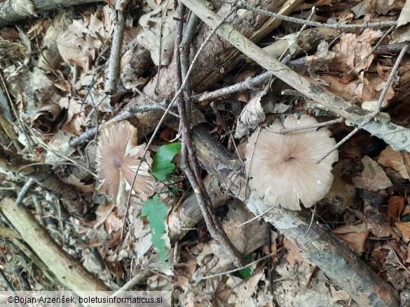 Megacollybia platyphylla