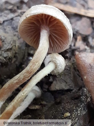 Tubaria conspersa