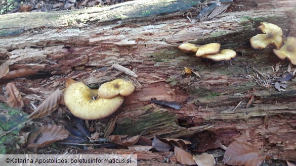 Tricholomopsis decora