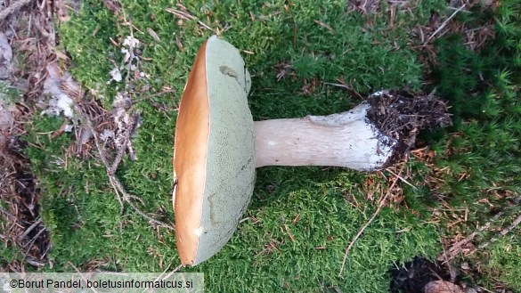 Boletus edulis