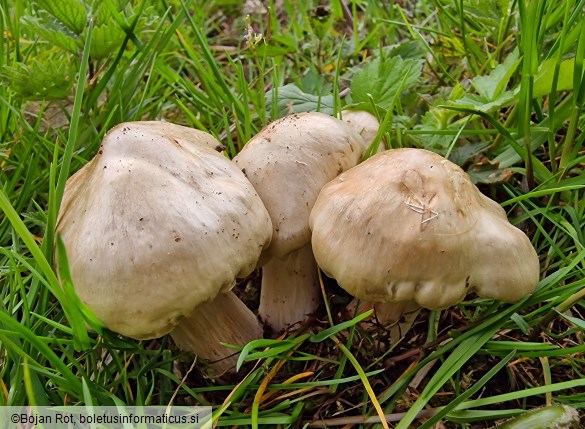 Entoloma sepium