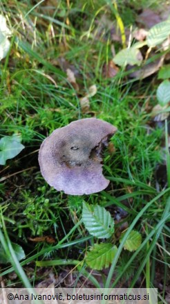 Cortinarius violaceus