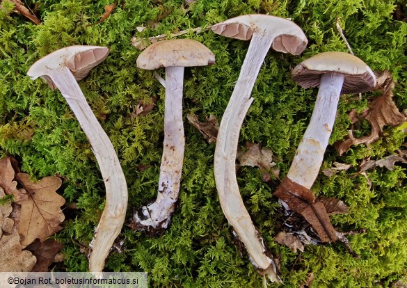 Cortinarius lucorum