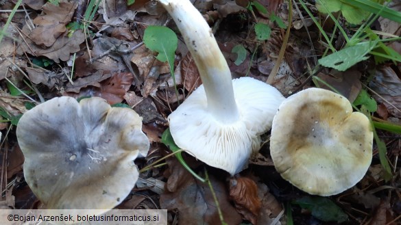 Tricholoma viridilutescens