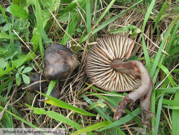 Hygrocybe ovina