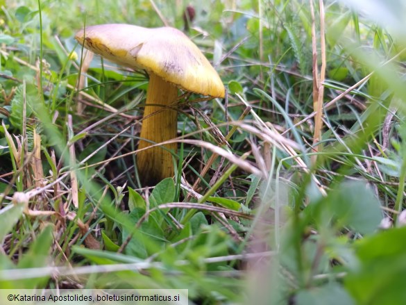 Hygrocybe conica