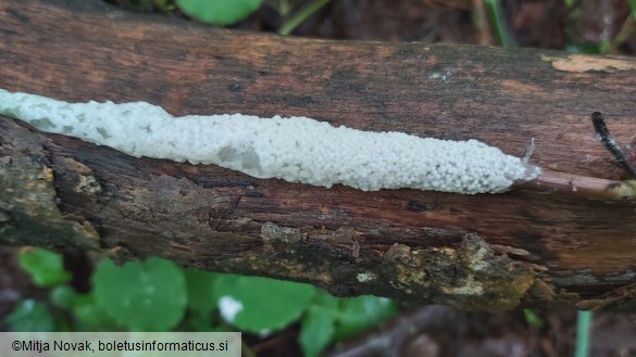 Mucilago crustacea