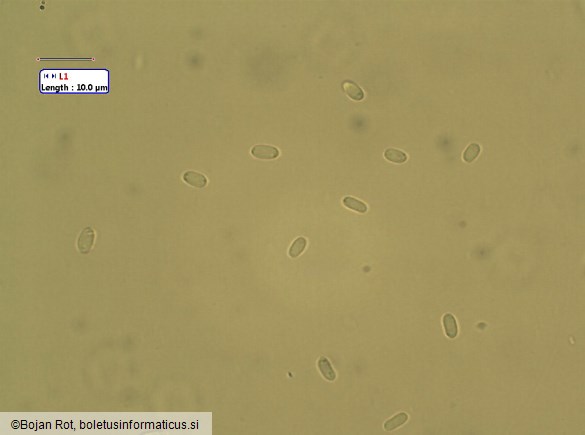 Leptosphaeria acuta