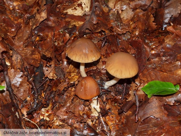 Psathyrella mucrocystis