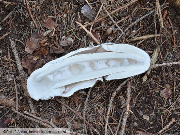 Amanita spadicea