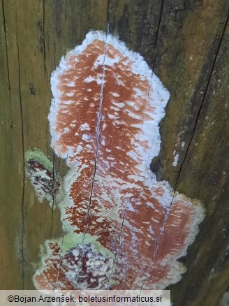 Gloeoporus taxicola